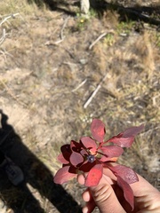 Vaccinium cespitosum