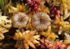 Arrhenia sphagnicola