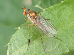 Dolichopus wahlbergi