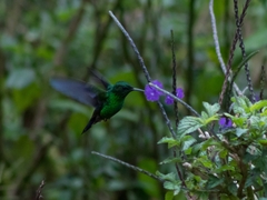 Chlorostilbon melanorhynchus