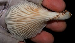 Crepidotus