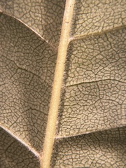 Fraxinus biltmoreana