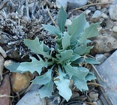 Caulanthus crassicaulis