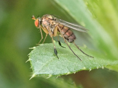 Dolichopus wahlbergi