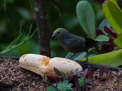Thraupis palmarum