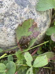 Rana luteiventris
