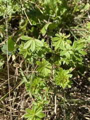 Galium