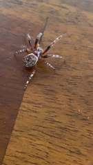 Larinioides sclopetarius