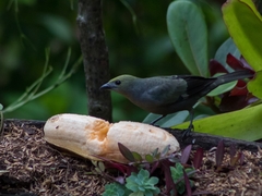 Thraupis palmarum