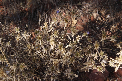 Image of Mountain Lashes (Blepharis obmitrata) by (c) Tony Rebelo, some rights reserved (CC BY-SA)