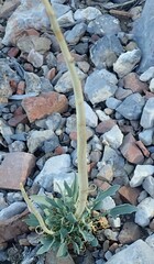 Caulanthus crassicaulis