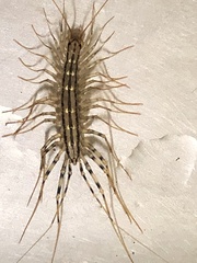 Scutigera coleoptrata
