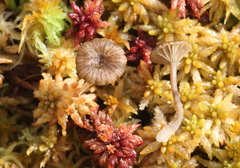 Arrhenia sphagnicola