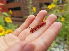 Anisota oslari