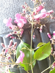 Fridericia patellifera