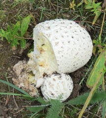 Lycoperdaceae