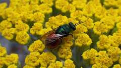 Chrysididae