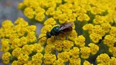 Chrysididae