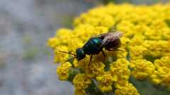 Chrysididae