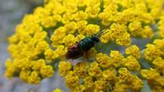 Chrysididae