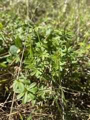 Galium