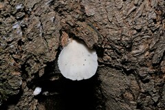 Crepidotus
