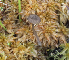 Arrhenia sphagnicola