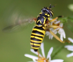 Spilomyia longicornis