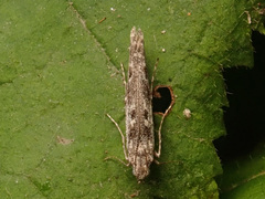 Batrachedra praeangusta