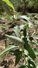 Asclepias speciosa