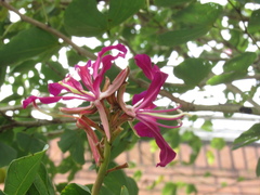 Bauhinia variegata