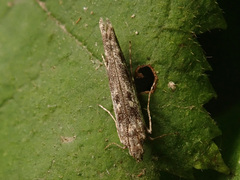 Batrachedra praeangusta