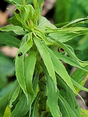 Rhopalomyia solidaginis