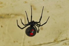 Latrodectus variolus