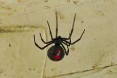 Latrodectus variolus
