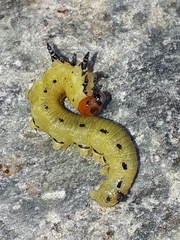 Diprion pini
