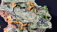 Quaternaria quaternata