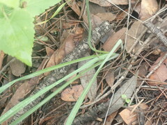 Echeandia flavescens