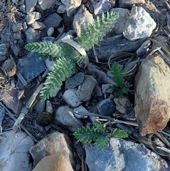Achillea millefolium