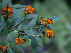 Elleanthus aurantiacus