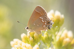 Callophrys gryneus