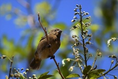 Sporophila caerulescens
