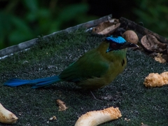 Momotus aequatorialis