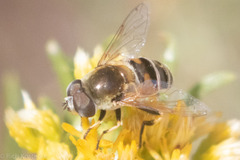 Eristalis stipator