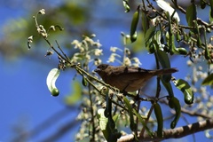 Sporophila caerulescens