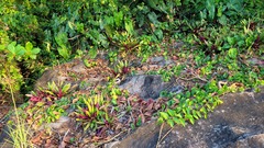 Tradescantia spathacea