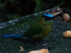 Momotus aequatorialis