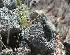 Sceloporus mucronatus