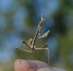 Empusa fasciata