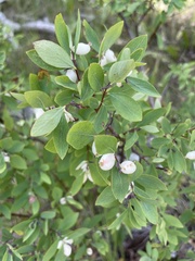 Symphoricarpos rotundifolius